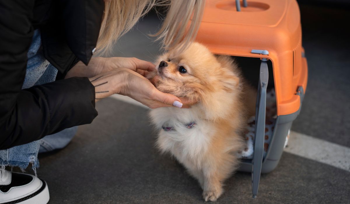 Pet's Passport